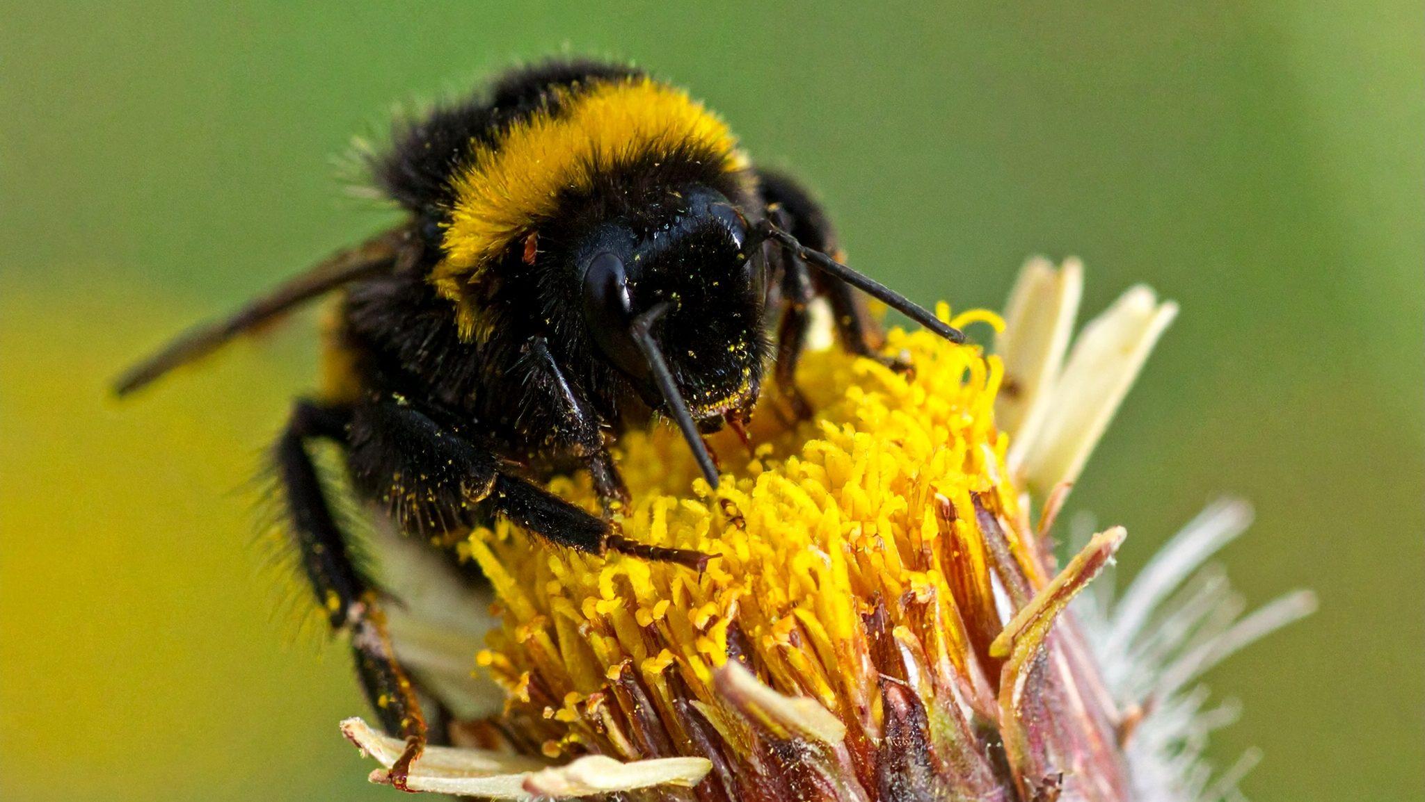 bumblebees aggression