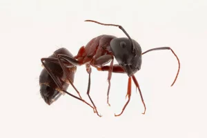 Carpenter Ants