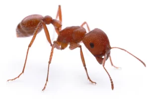 fire ants