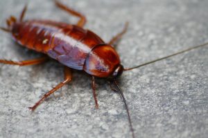 Asian Cockroach