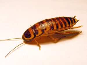 Australian Cockroach