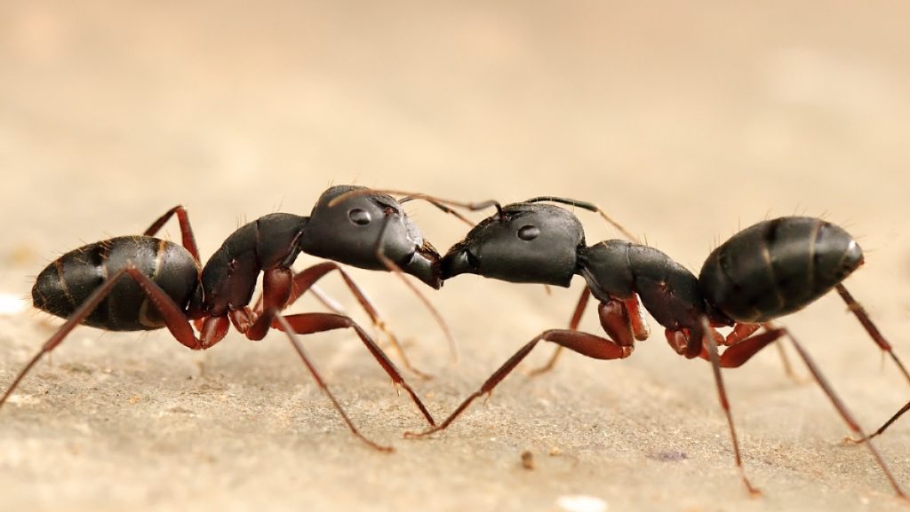 Black ants