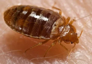 Cimex hemipterus, bedbug