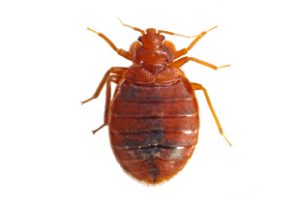 bed bugs, Cimex lectularius