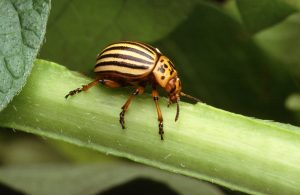 Colorado Potato beetle