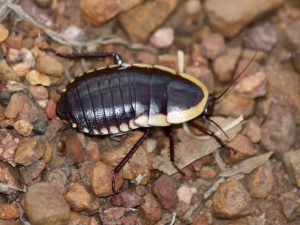 Field Cockroach