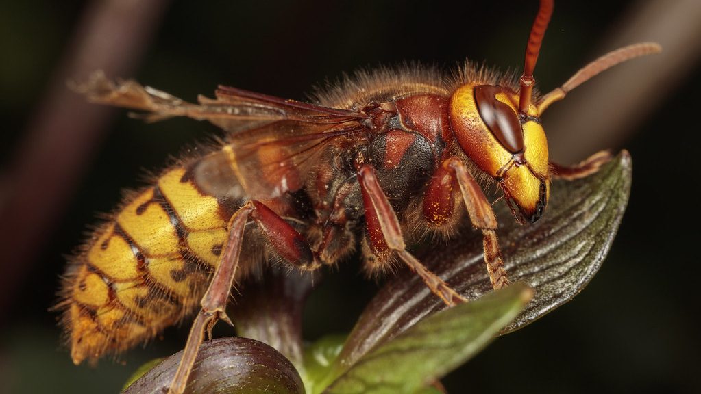hornet