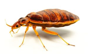 Leptocimex boueti, bedbugs