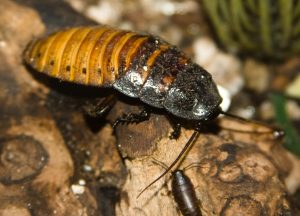 Oriental Cockroach