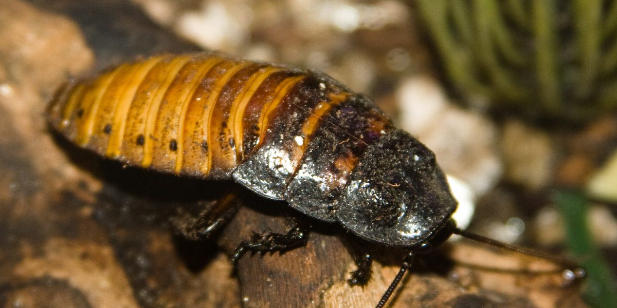 Oriental Cockroach