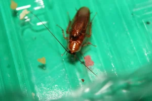 Pennsylvania Wood Cockroach