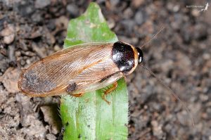 Surinam Cockroach