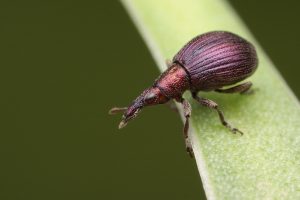 Weevils