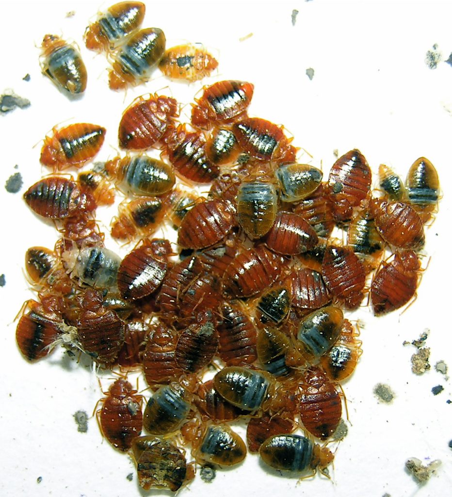 bed bug infestation