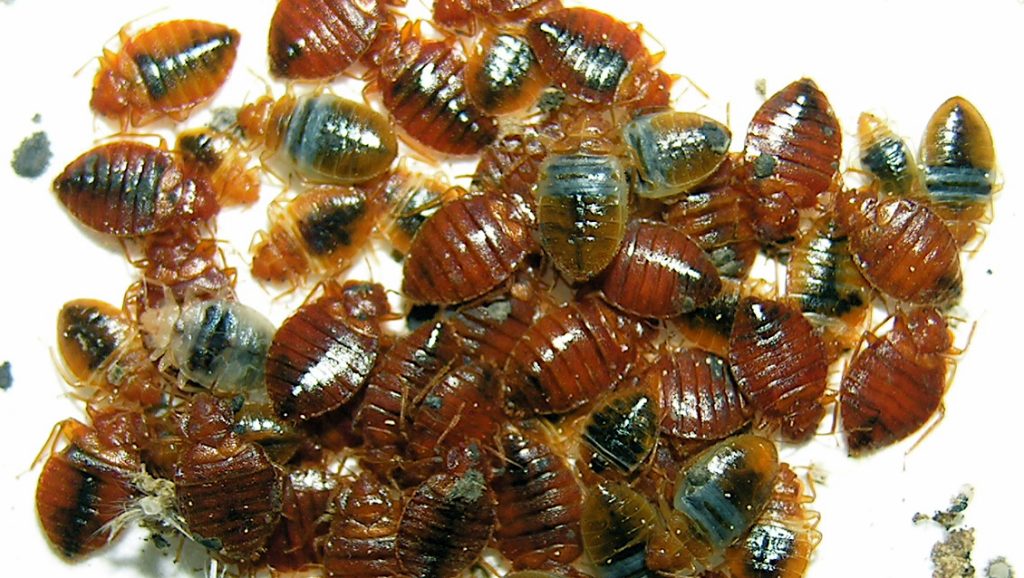 bed bug infestation