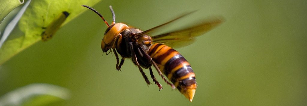 European and bald face hornet