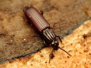 bark beetle