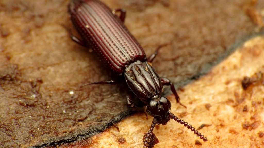 Powderpost Beetles