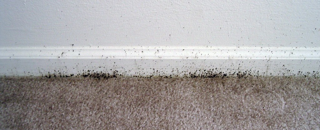 bed bug infestation