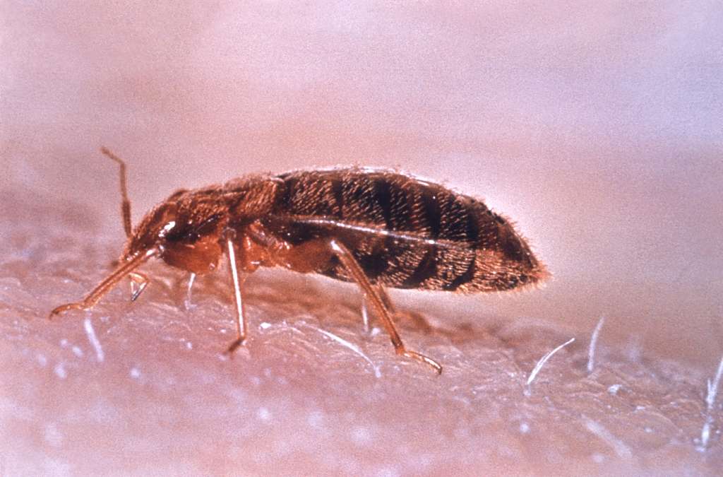 bed bug biting on hand