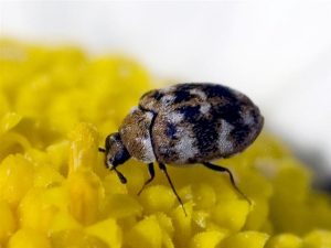 carpet beetle