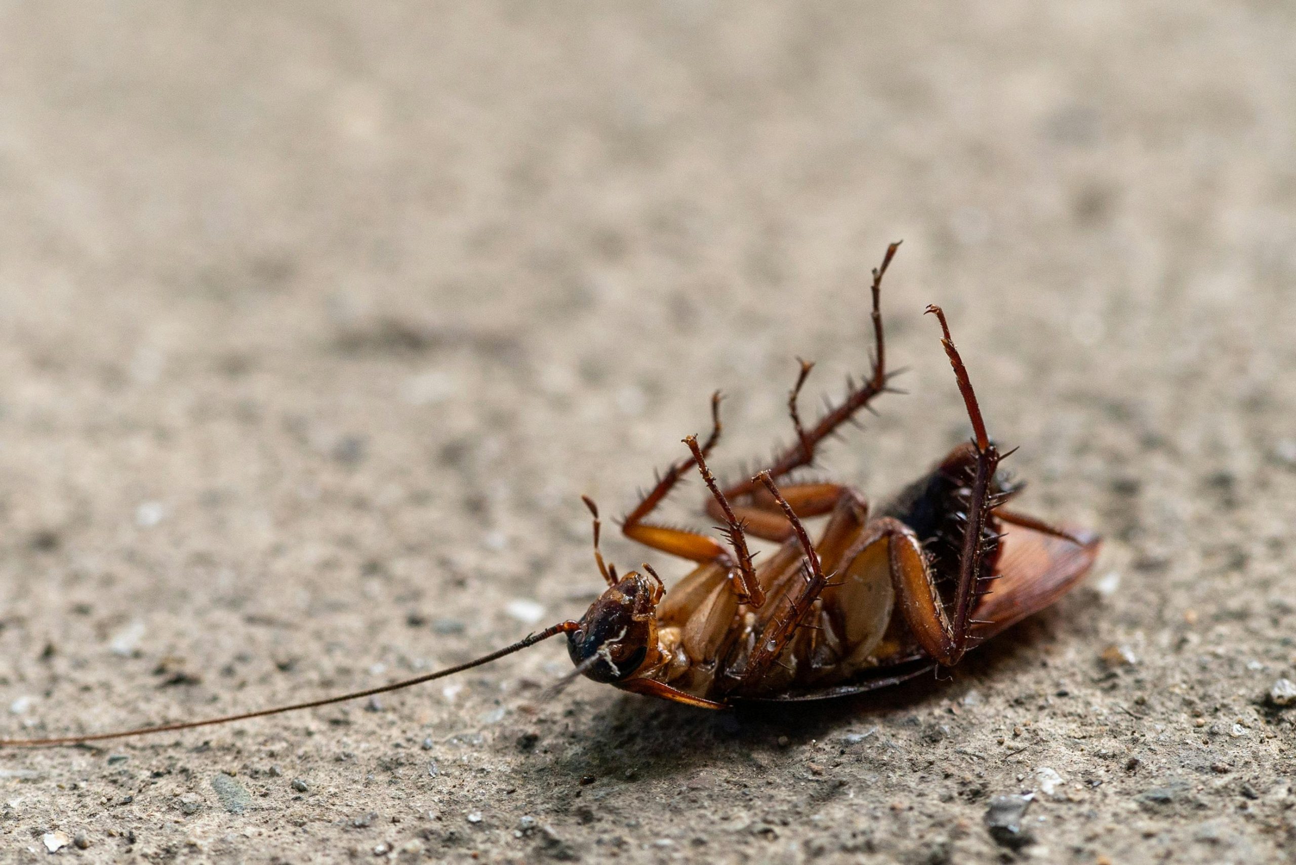 Cockroaches facts and how they look like