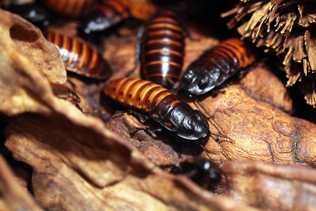 cockroaches