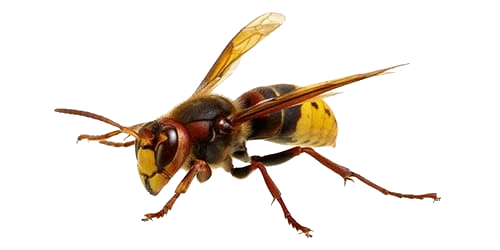 European Hornet