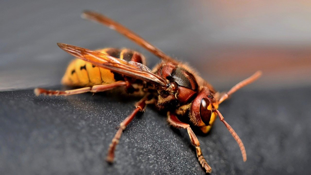 European Hornet (Vespa crabro)