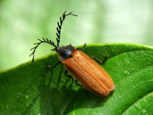 firefly beetle