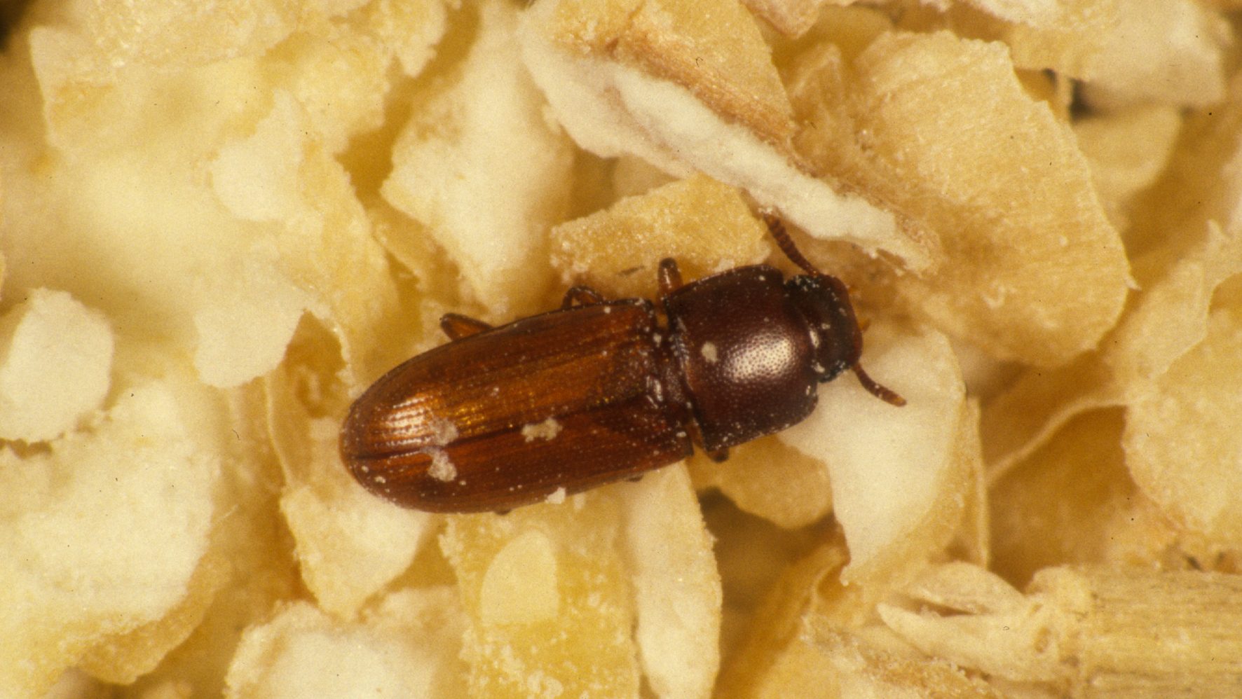 Flour Beetles