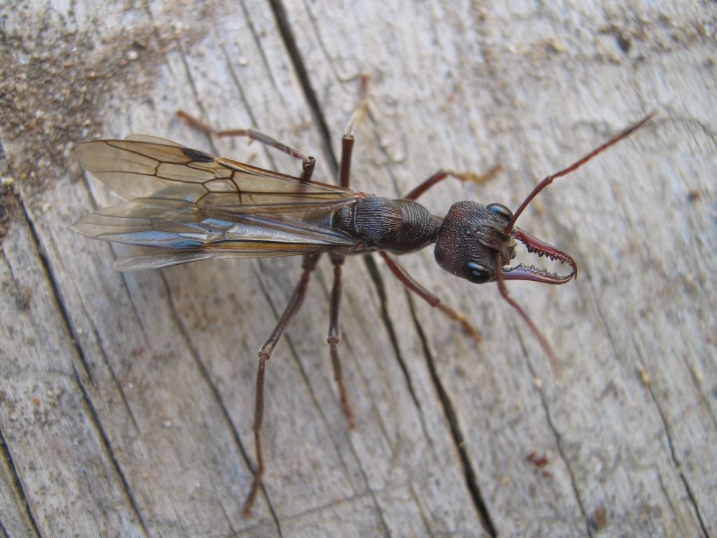 carpenter ants eating woods