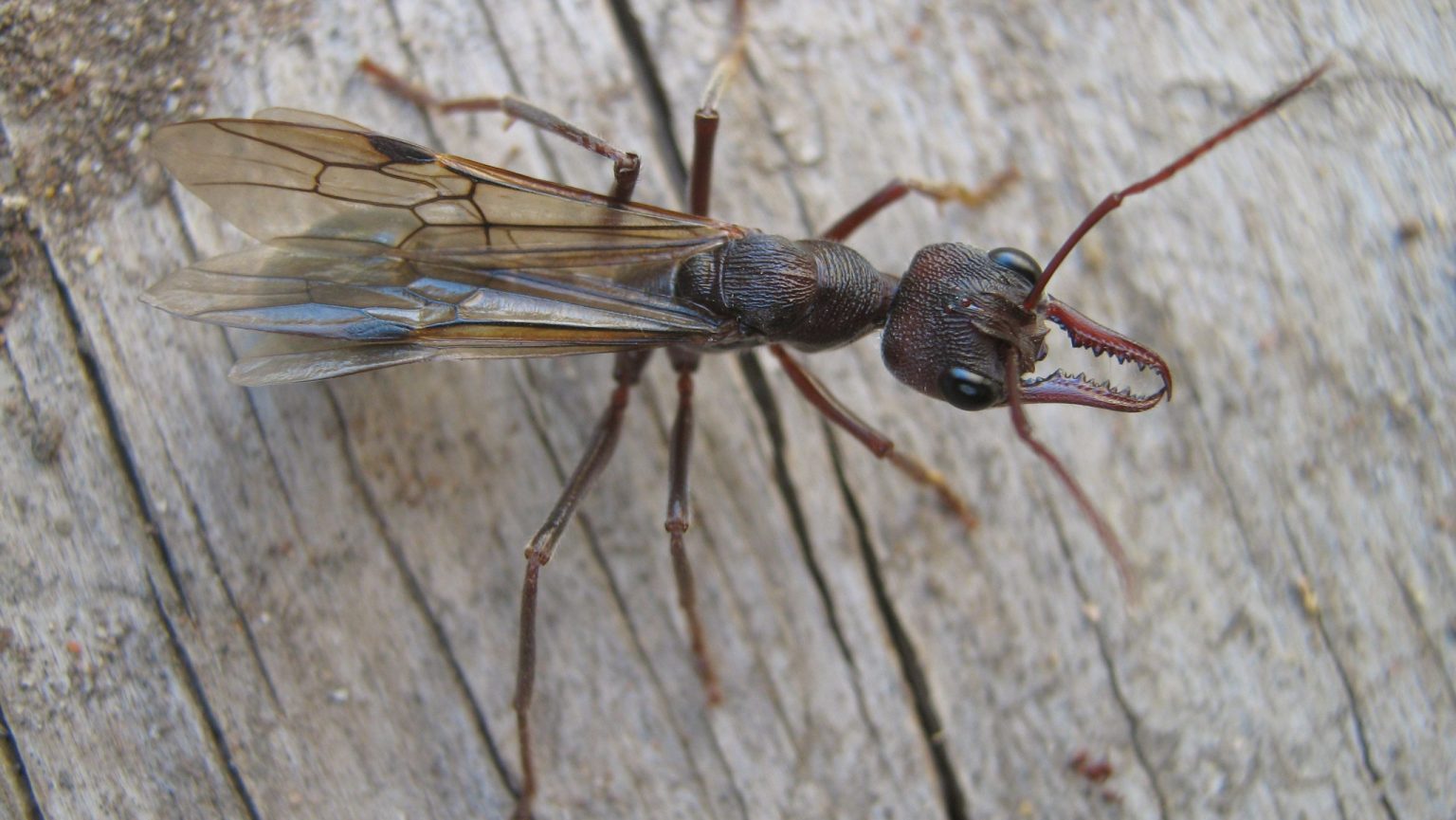 Why Do Flying Ants Appear? Behavior, Causes & Prevention Tips