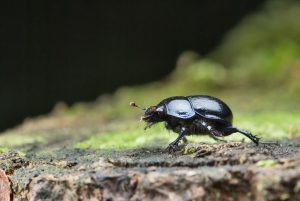 ground beetle