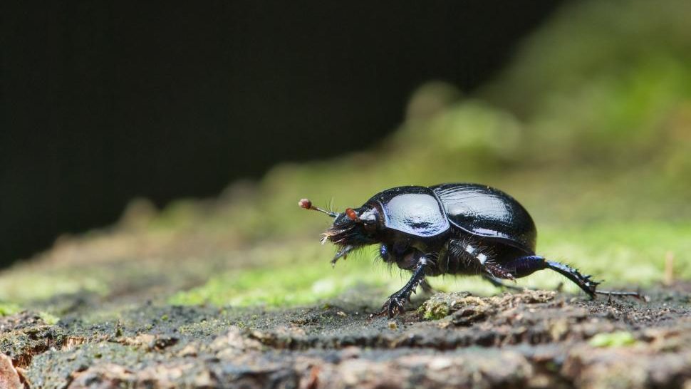 Ground Beetles