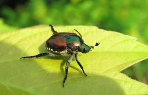 japanese beetle