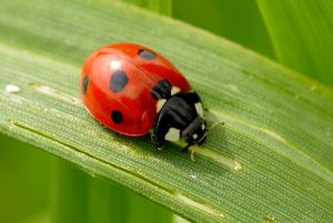 ladybug beetle