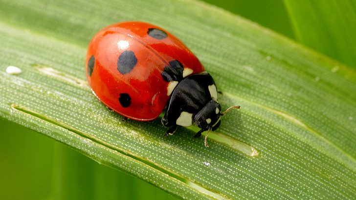 ladybug beetle