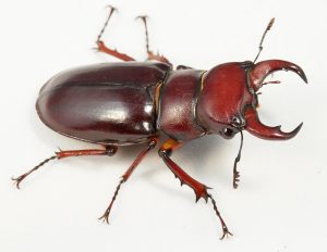 stag beetle