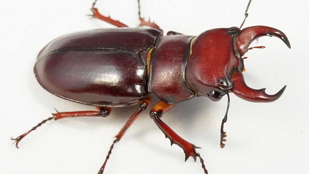 stag beetle