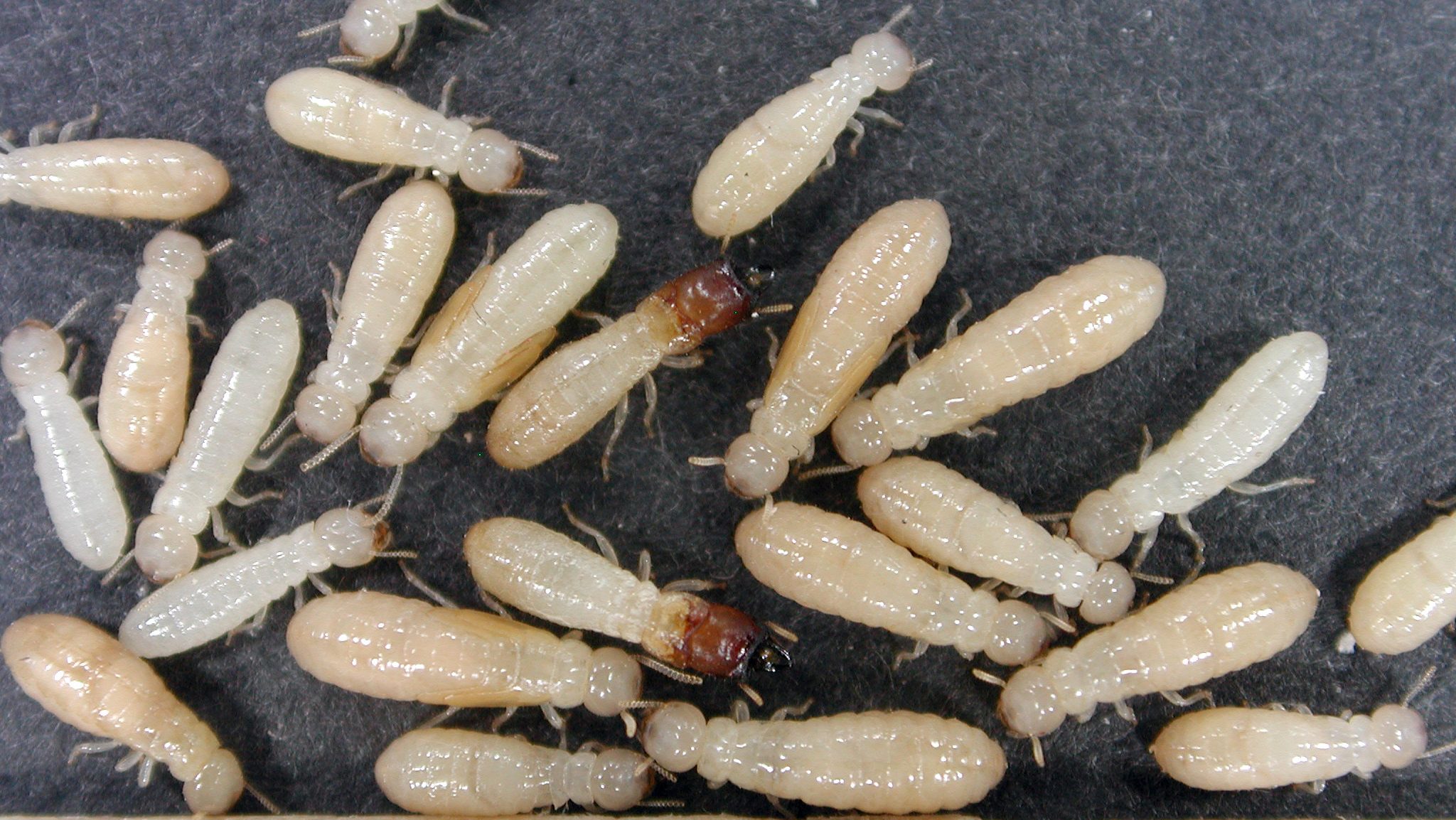 termite