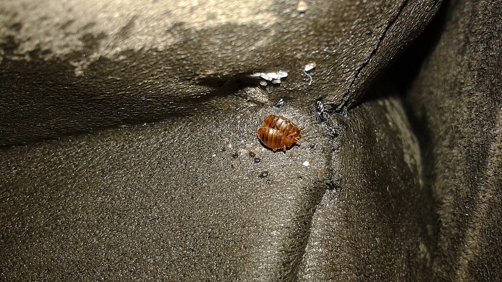 bed bug mating and eggs