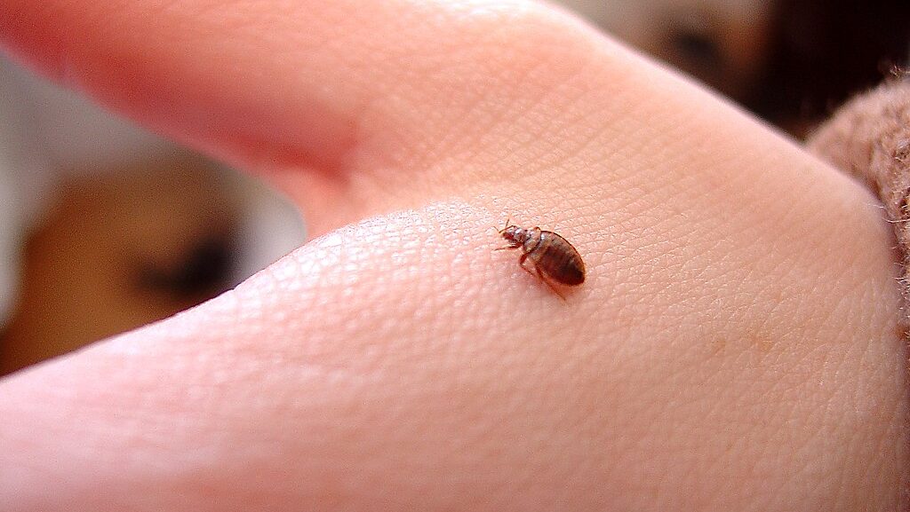 Bed bug on human hand