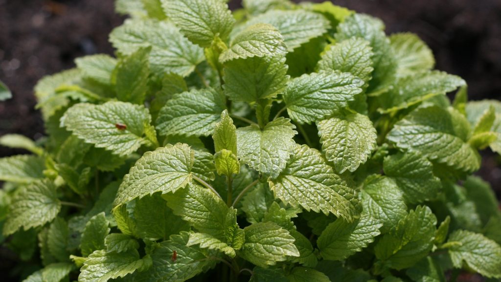 Lemon Balm, plants that repel mosquitoes