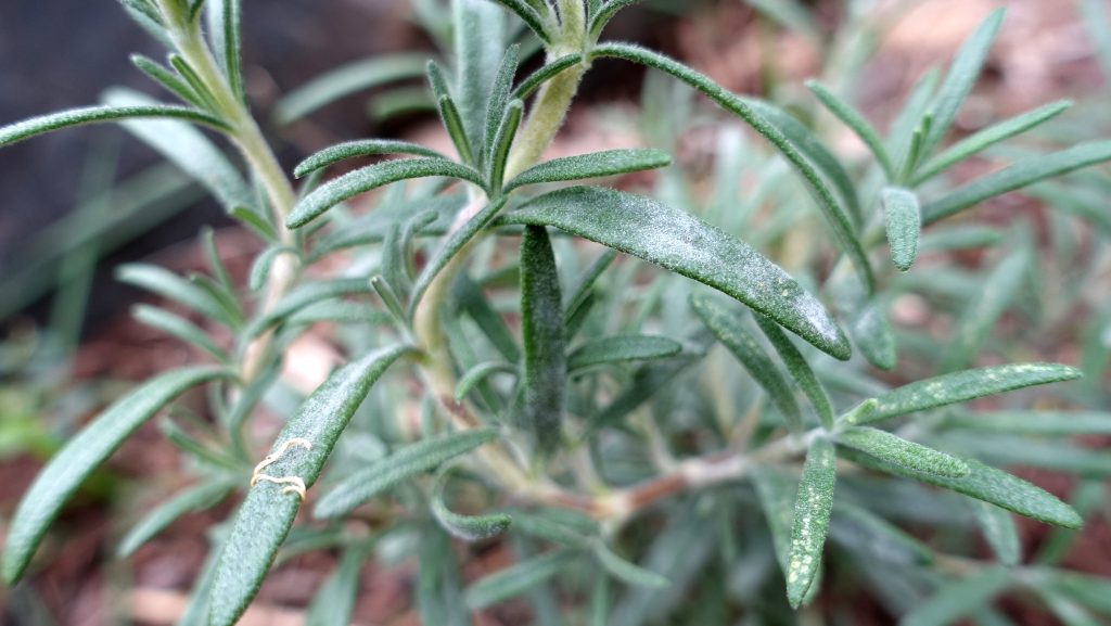 Rosemary , plant that repel mosquitoes