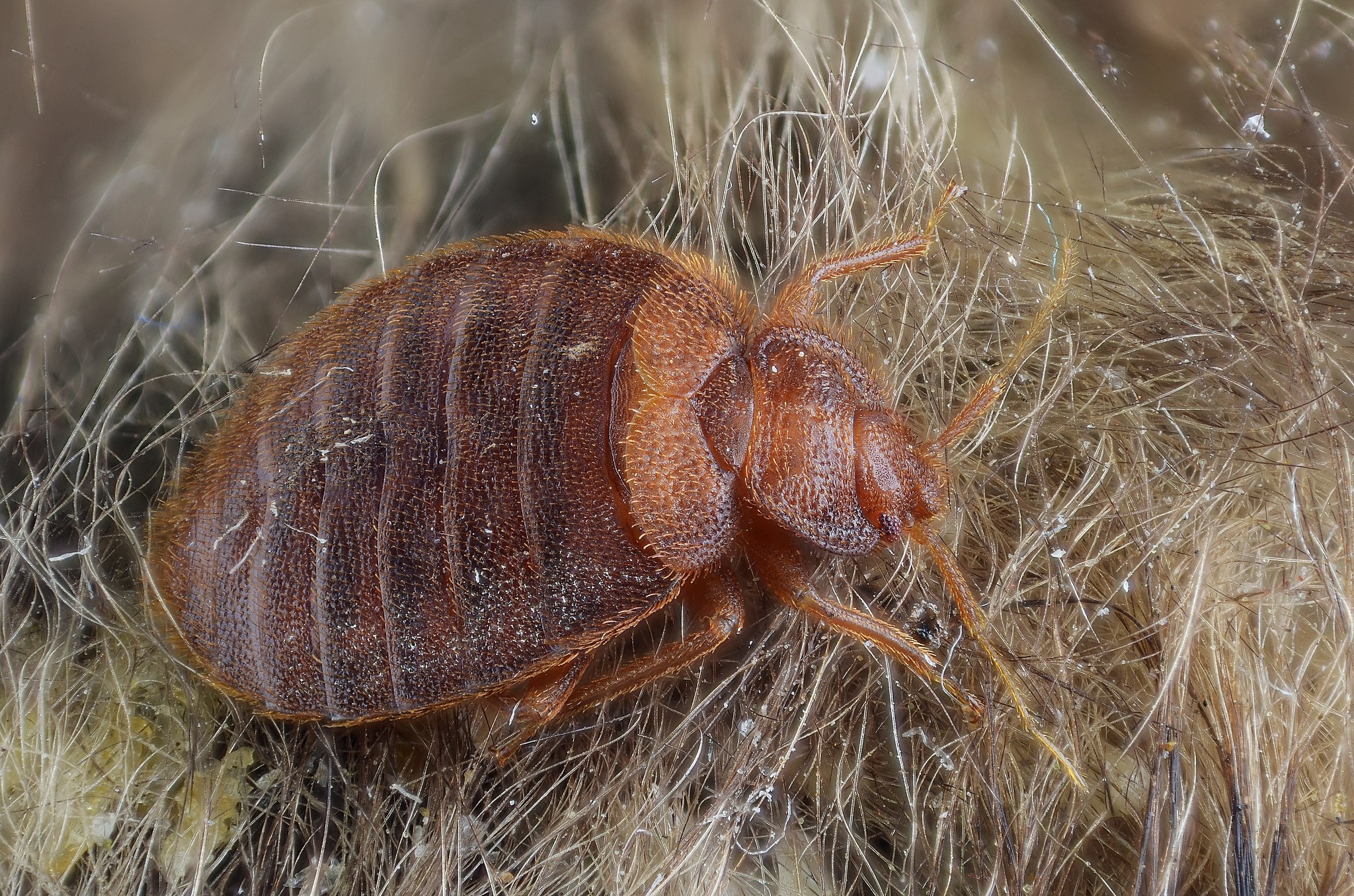 bed bug in hairs