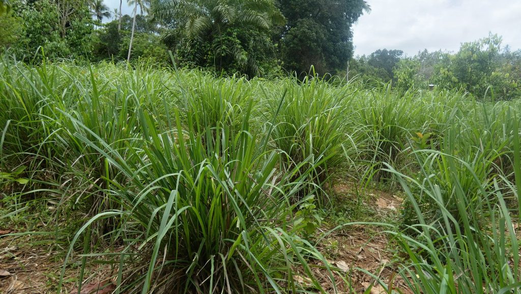 Citronella Grass