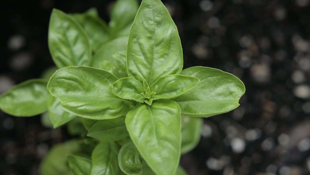 Basil, plant that repels mosquitoes