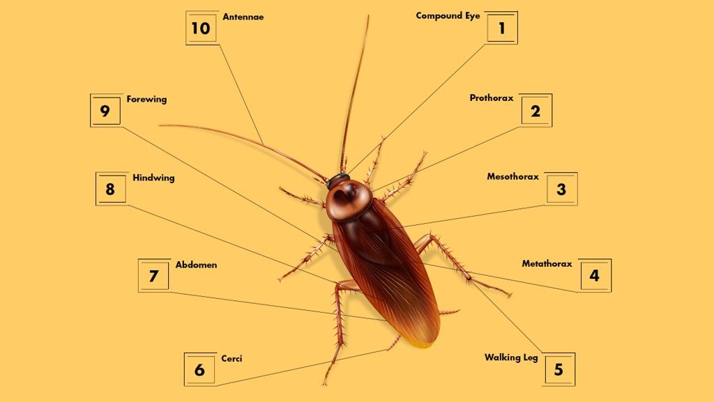 Cockroach anatomy 