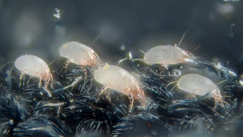 Dust mites in homes